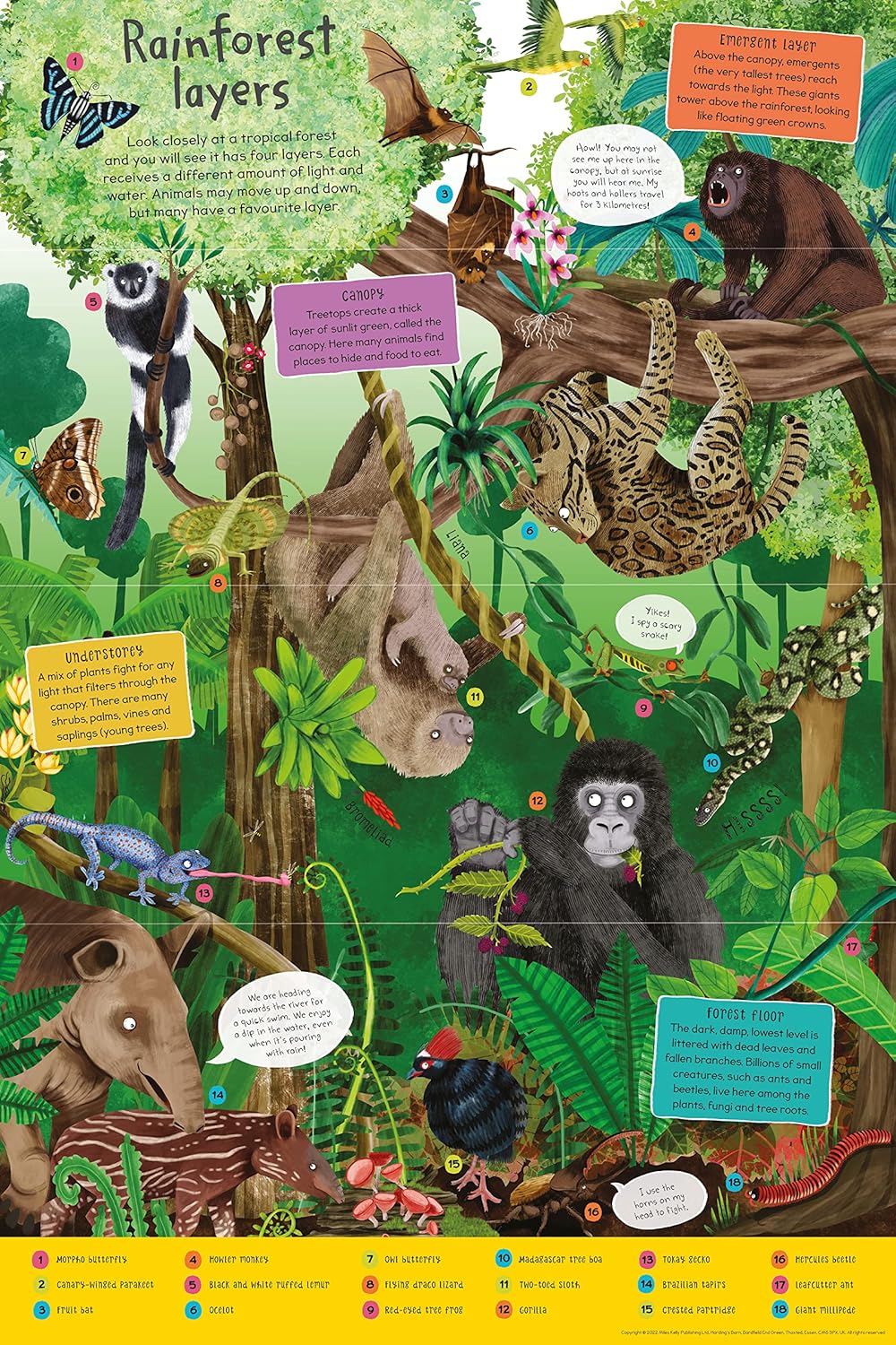 FIRST RAINFOREST BOOK